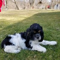 Swartz Creek Veterinary Hospital: Pinkston Dennis B DVM ico