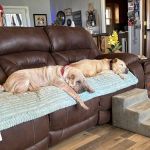Midtown Veterinary Services & Hospital