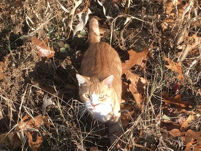 Southern Alliance Spay Neuter Clinic Picture 8