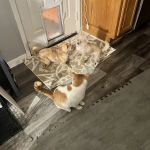 Highland Rim Animal Clinic