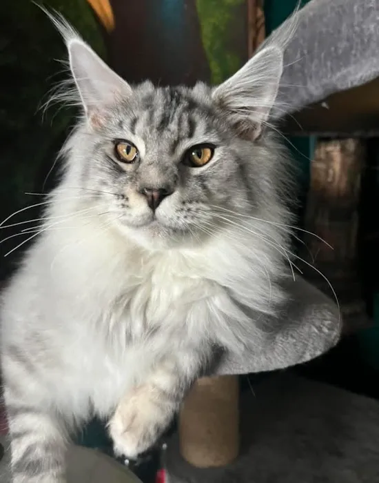 EuroMoon Maine Coons Picture 1