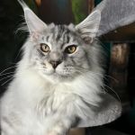 EuroMoon Maine Coons