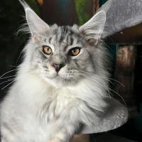 EuroMoon Maine Coons ico