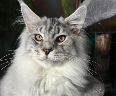 EuroMoon Maine Coons