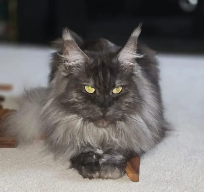 EuroMoon Maine Coons Picture 2