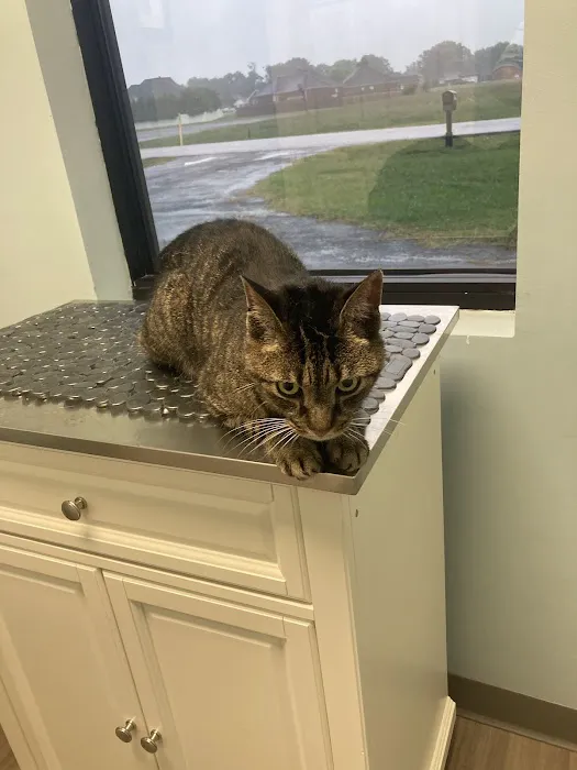 Meridianville Pet Hospital Picture 3