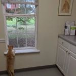 Ardmore Companion Animal Hospital