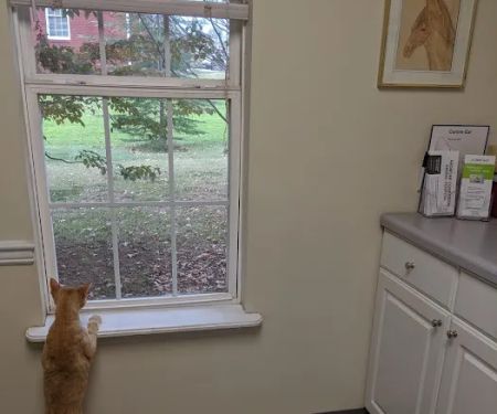 Ardmore Companion Animal Hospital
