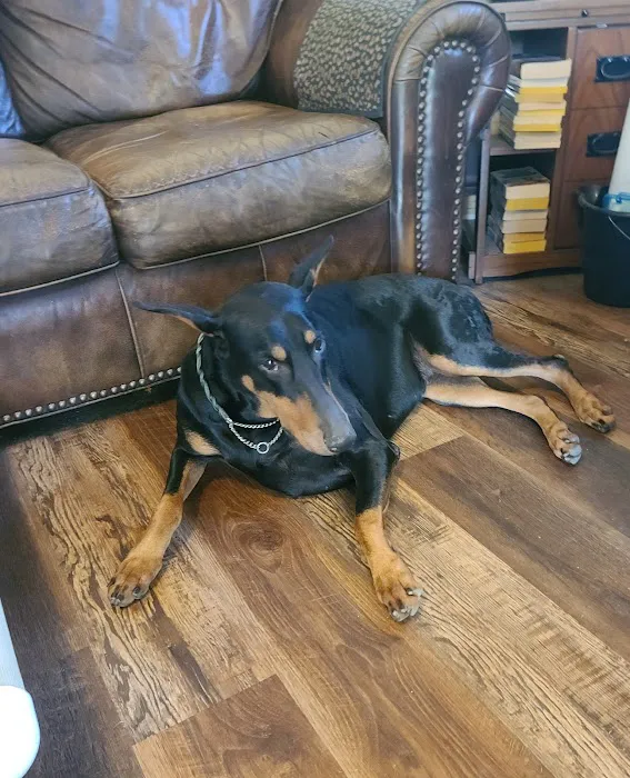 Ardmore Companion Animal Hospital Picture 7