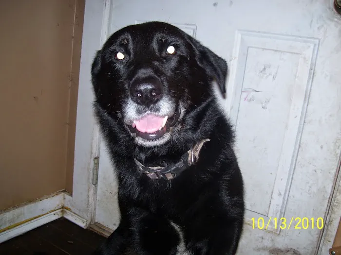 Columbia Hospital For Animals: Vaughn Joshua A DVM Picture 1