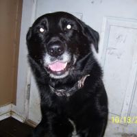 Columbia Hospital For Animals: Vaughn Joshua A DVM ico