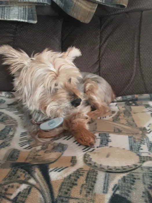 Columbia Hospital For Animals: Vaughn Joshua A DVM Picture 3