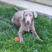 Columbia Hospital For Animals ico