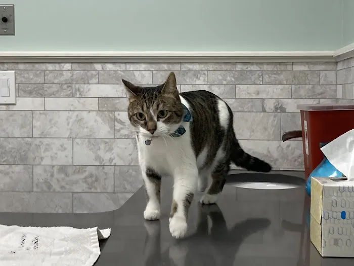 Columbia Hospital For Animals Picture 6