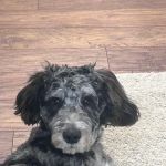 Healthy Petz Veterinary Hospital, LLC