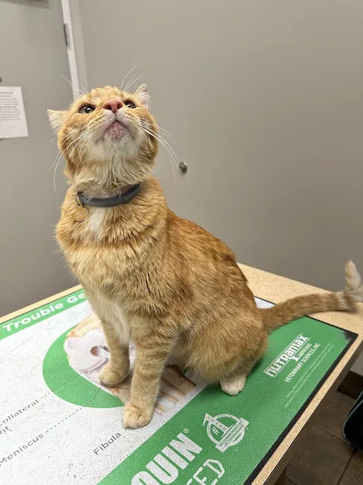 Healthy Petz Veterinary Hospital, LLC Picture 2