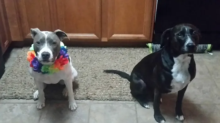 Healthy Petz Veterinary Hospital, LLC Picture 6