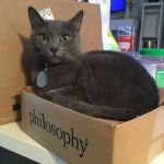 Veterinary Wellness Clinic of Spring Hill
