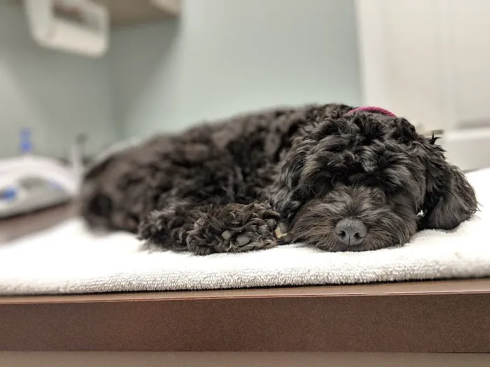 Agape Pet Hospital Picture 5