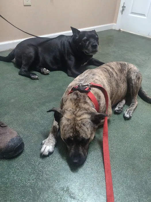 All Creatures Veterinary Clinic Morrison Picture 3