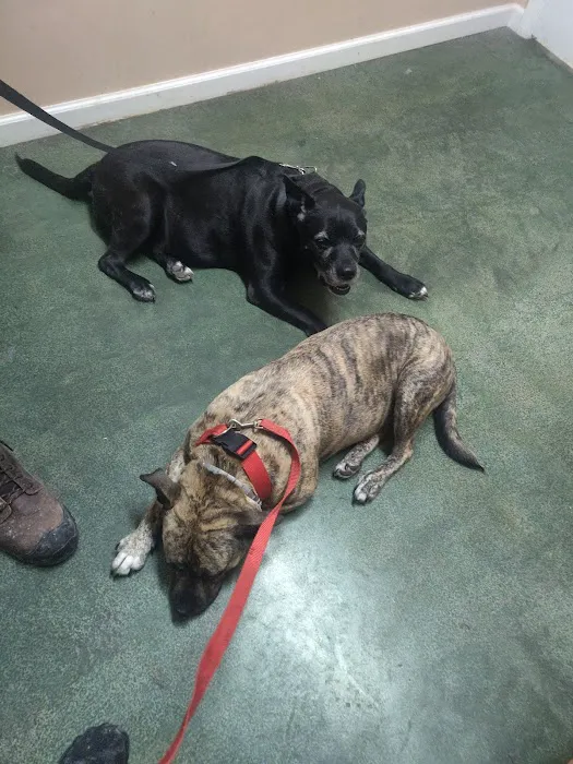 All Creatures Veterinary Clinic Morrison Picture 7