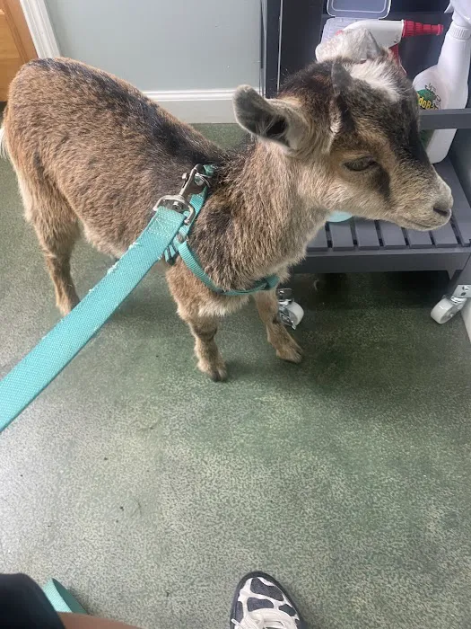 All Creatures Veterinary Clinic Morrison Picture 4