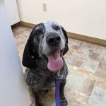 All Creatures Veterinary Clinic