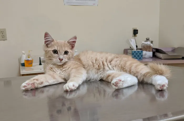 All Creatures Veterinary Clinic Picture 4