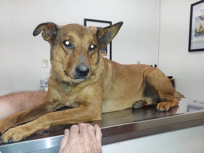 All Creatures Veterinary Clinic Picture 7