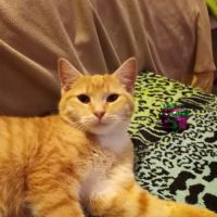 Veterinary Wellness Clinic Of Columbia ico