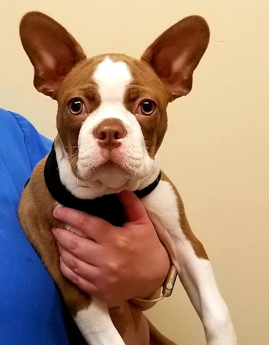 Veterinary Wellness Clinic Of Columbia Picture 6