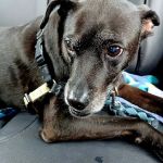 Animal Medical Clinic of Columbia, LLC