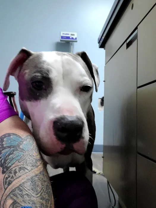 Animal Medical Clinic of Columbia, LLC Picture 7
