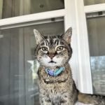 Maury County Veterinary Hospital