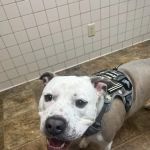 Maury County Veterinary Hospital: Threadgill C J DVM