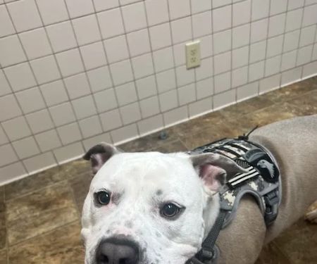 Maury County Veterinary Hospital: Threadgill C J DVM