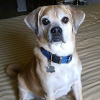 Bay Moorings Animal Hospital ico