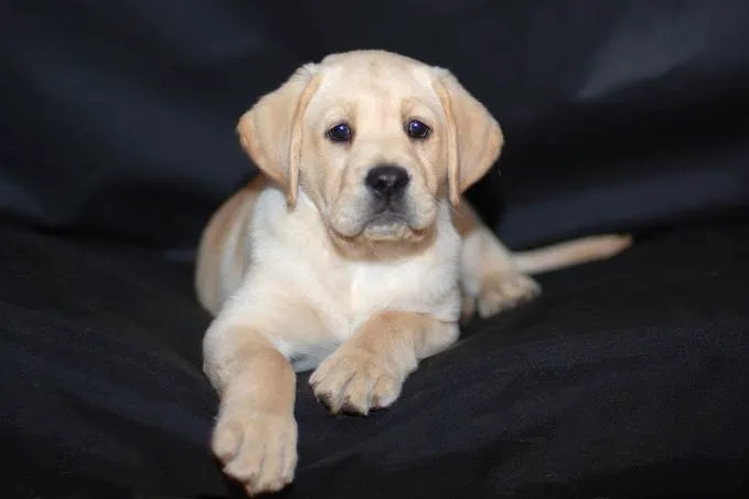 Bay Moorings Animal Hospital Picture 8