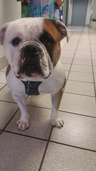 Bay Moorings Animal Hospital Picture 10
