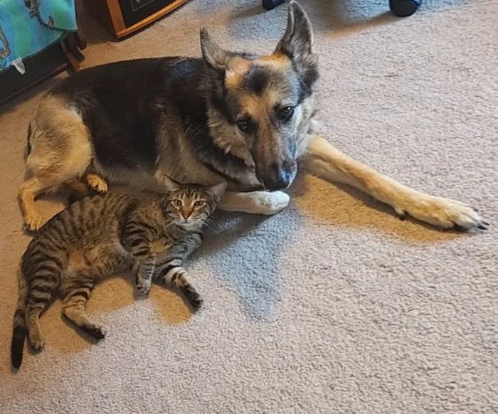 Heartland Animal Hospital Picture 8