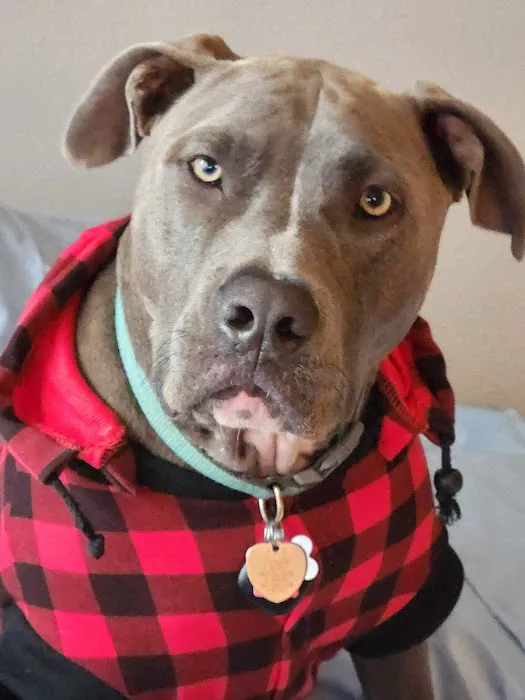 Heartland Animal Hospital Picture 10