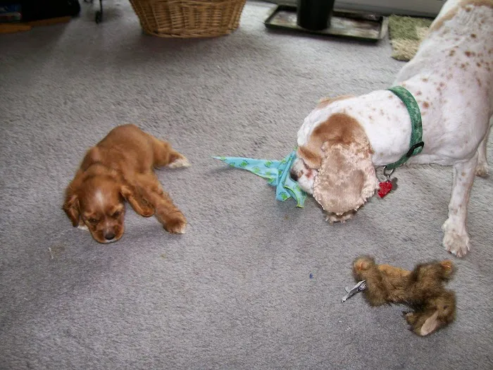 Owatonna Veterinary Hospital Picture 6