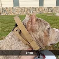 Ladysmith Veterinary Clinic ico