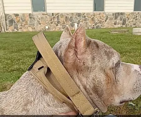 Ladysmith Veterinary Clinic