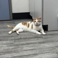 Dr Abby’s Veterinary Clinic ico