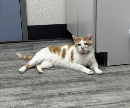 Dr Abbyu2019s Veterinary Clinic