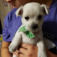 Dr Mundahl Veterinary Clinic ico