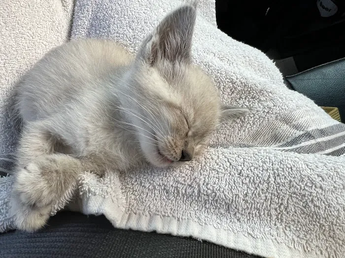 Ark Animal Hospital Picture 5