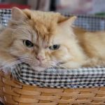Animal Wellness Center of Buffalo Valley