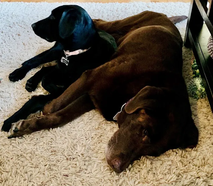 Animal Wellness Center of Buffalo Valley Picture 6